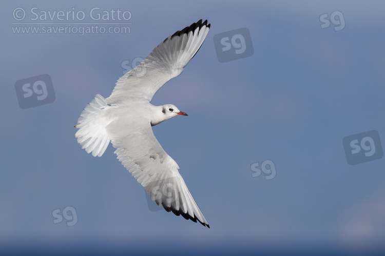 Gabbiano comune, adulto in abito invernale involo