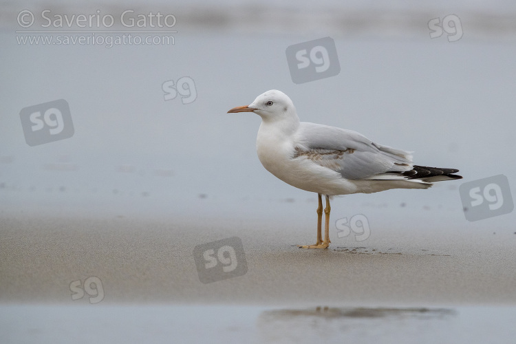 Slender-billed Gull