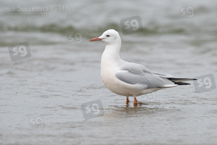 Gabbiano roseo, adulto in abito invernale in riva al mare