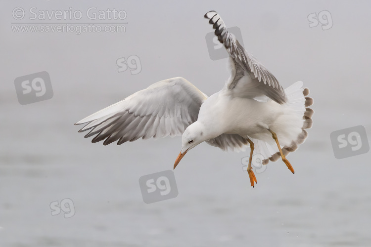 Slender-billed Gull, juvenile in flight