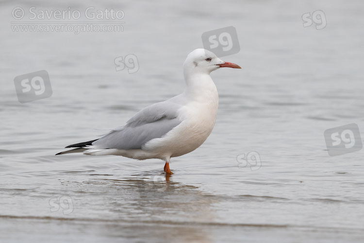 Gabbiano roseo, adulto in abito invernale in riva al mare