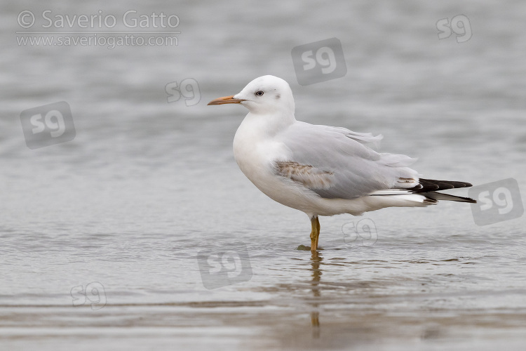 Slender-billed Gull, side view of a juvenile standing on the shore