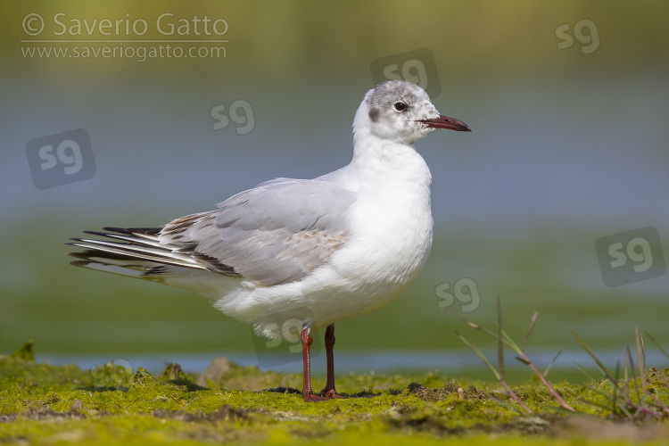 Gabbiano comune, giovane alla seconda estate