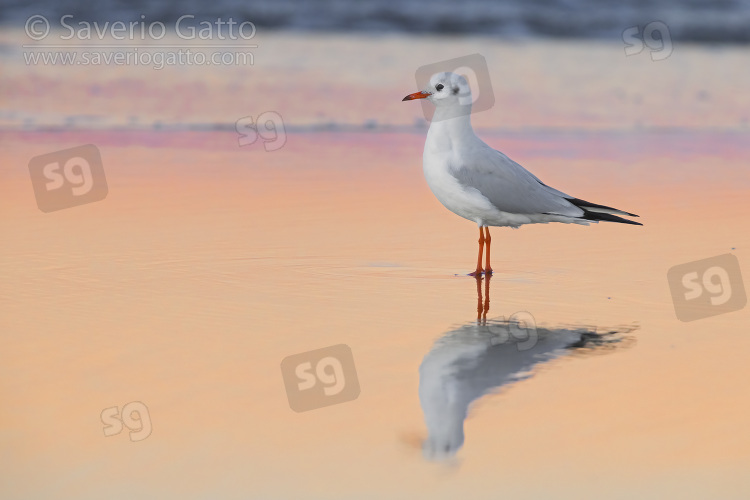 Gabbiano comune, adulto in abito invernale in riva al mare all'alba