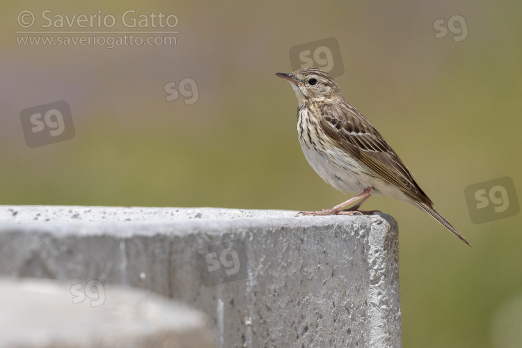 Tree Pipit, side view of an adult perched on a wall