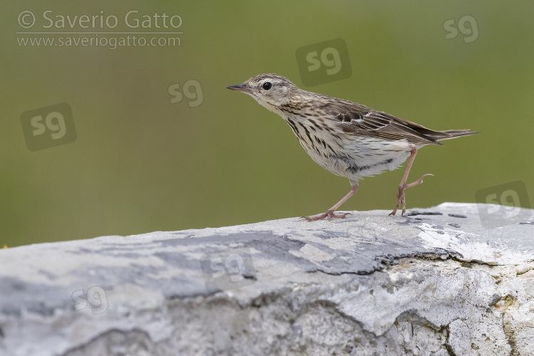 Tree Pipit