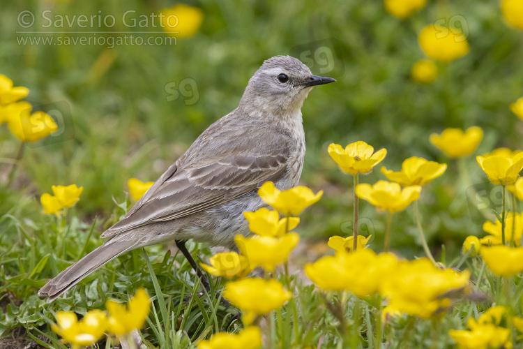 Water Pipit, side view of an adult standing among flowers