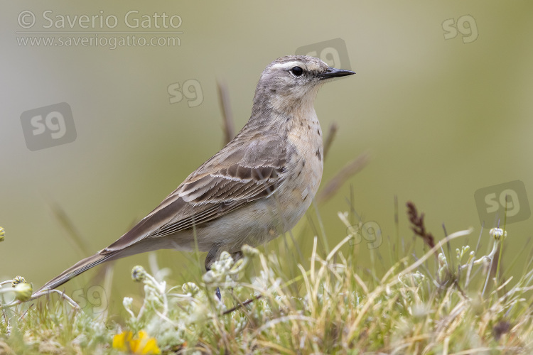 Water Pipit, side view of an adult standing on the ground