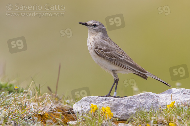 Water Pipit, side view of an adult standing on a rock