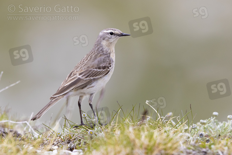 Water Pipit, side view of an adult standing on the ground