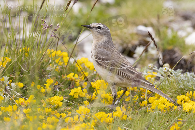 Water Pipit