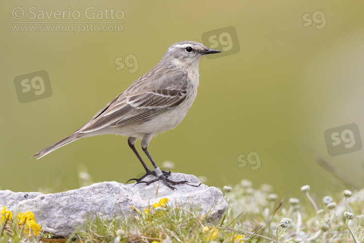 Water Pipit, side view of an adult standing on a rock