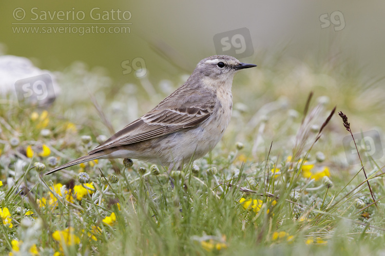 Water Pipit, side view of an adult standing among flowers