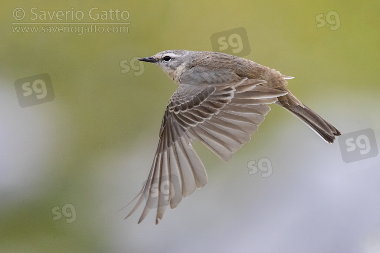 Water Pipit, side view of an adult in flight