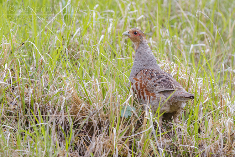 Grey Partridge, adult male standing among the grass