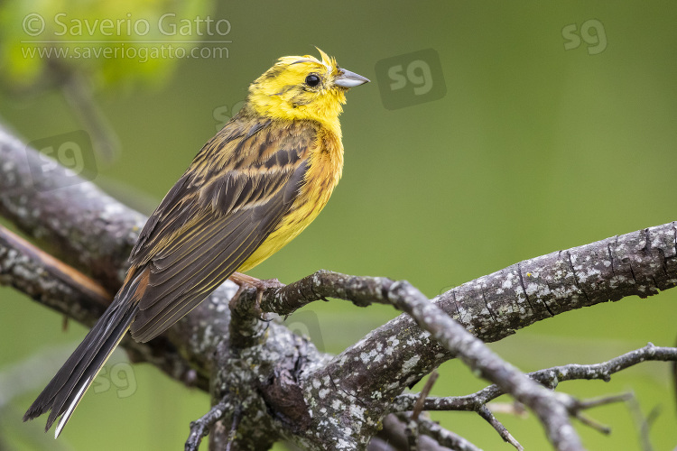 Yellowhammer, side view of an adult male perched on a branch