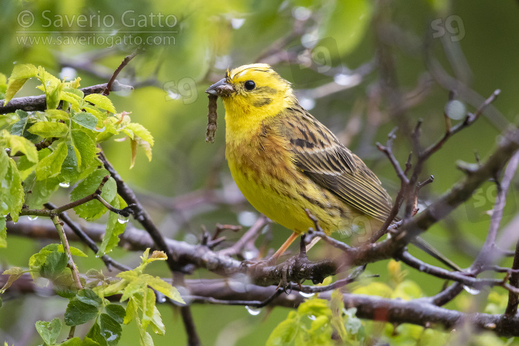 Zigolo giallo, maschio adulto con imbeccata