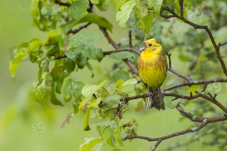 Zigolo giallo, maschio adulto in canto da un albero