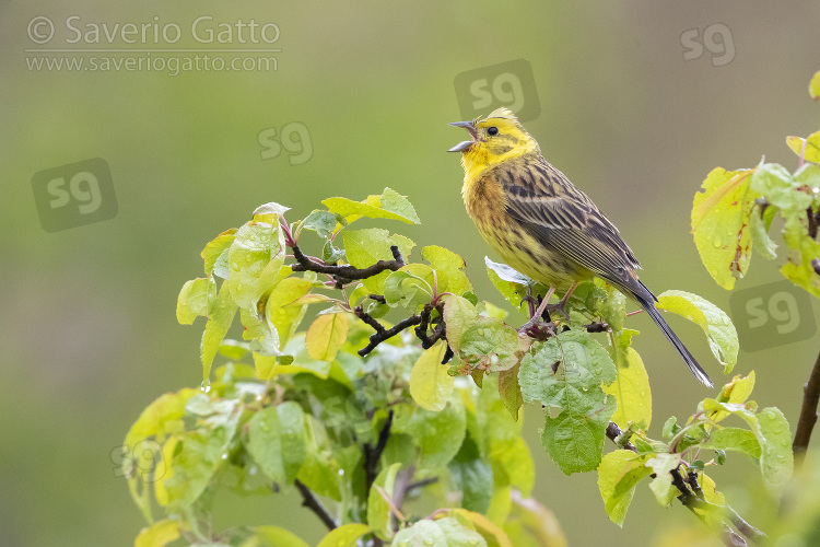 Yellowhammer, side view of an adult male singing from a tree