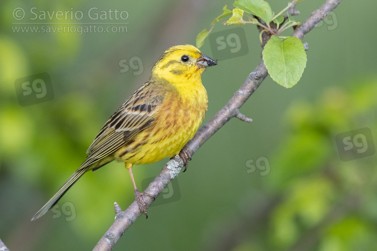 Yellowhammer, side view of an adult male perched on a branch
