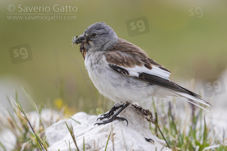 White-winged Snowfinch, side view of an adult standing on a rock with food for nestlings in its bills