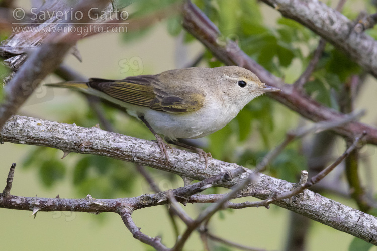Western Bonelli's Warbler, side view pf an adult perched in a bush
