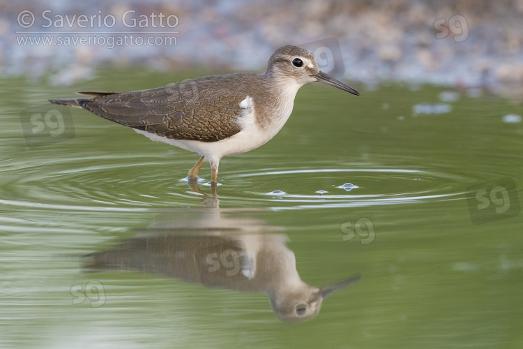 Common Sandpiper, side view of a juvenile standing in a pond