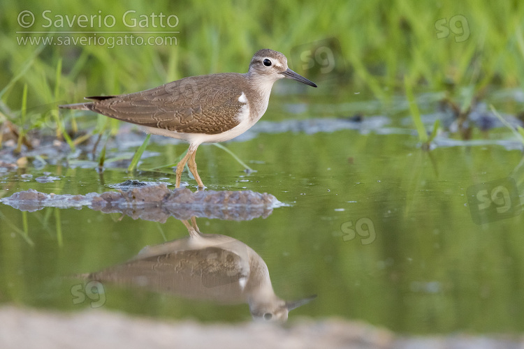 Common Sandpiper, side view of a juvenile standing in a pond