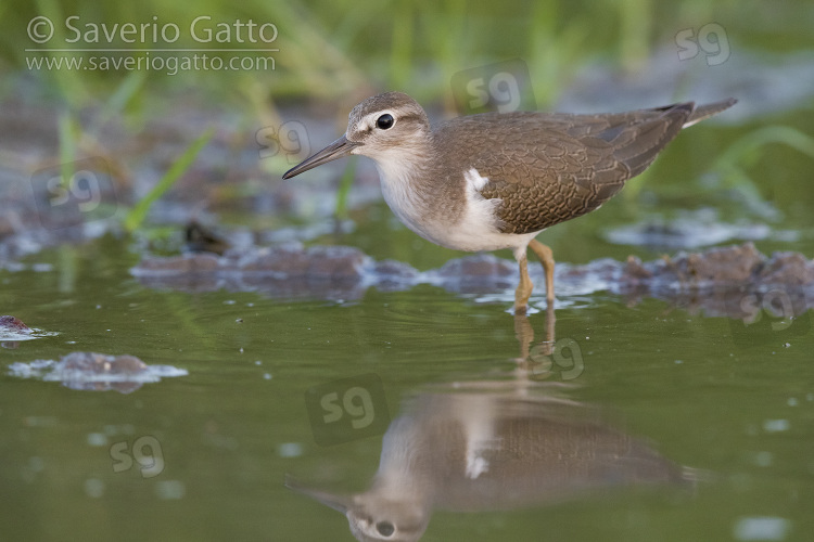 Piro piro piccolo, giovane in una pozza d'acqua