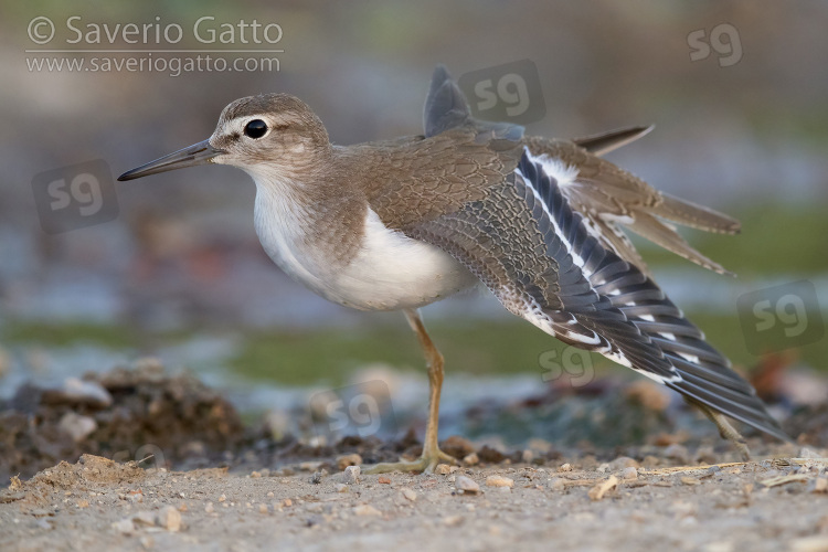 Common Sandpiper, side view of a juvenile stratching its wings