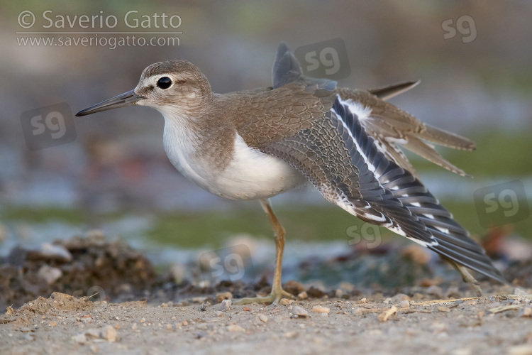 Common Sandpiper