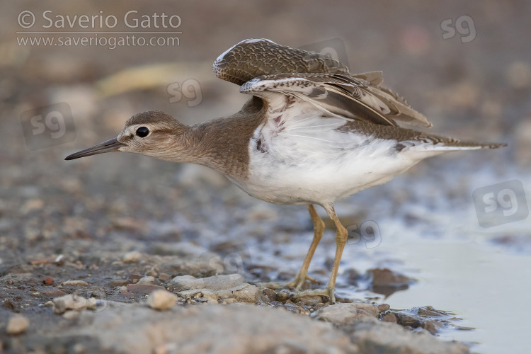 Common Sandpiper