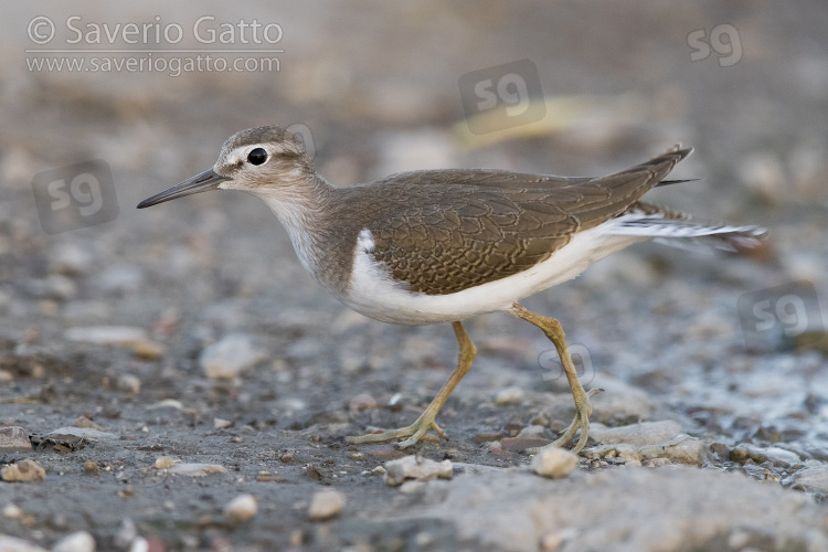 Common Sandpiper, side view of a juvenile