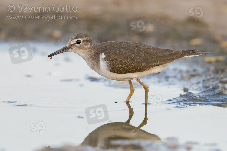 Common Sandpiper, side view of a juvenile standing in a pond