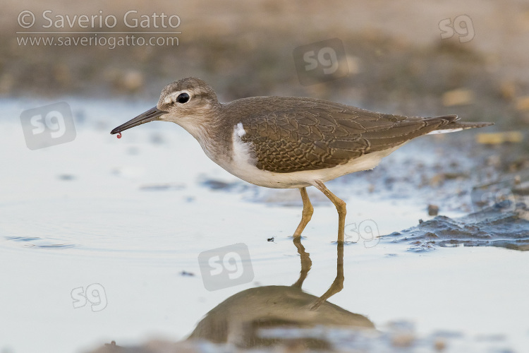 Piro piro piccolo, giovane in una pozza d'acqua