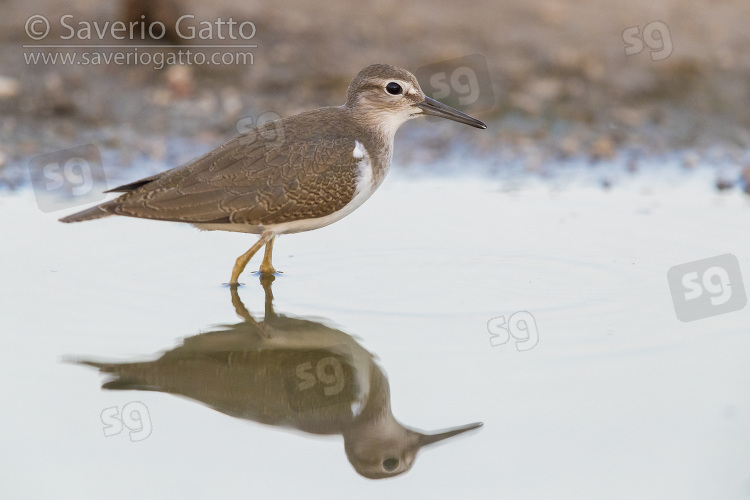 Piro piro piccolo, giovane in una pozza d'acqua