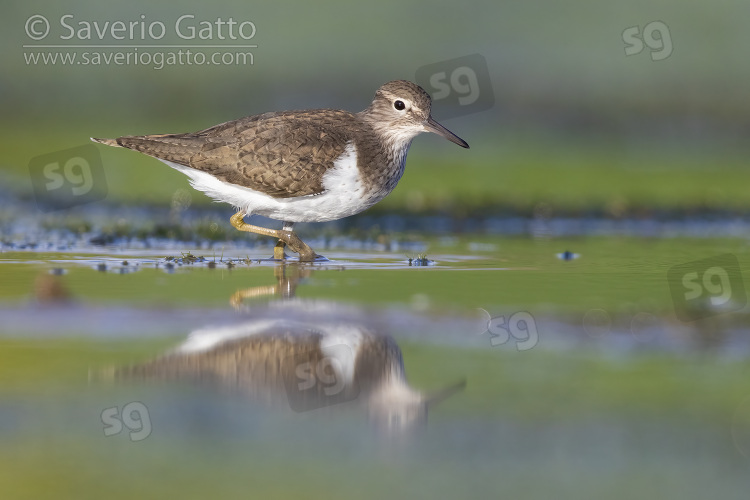 Common Sandpiper, side view of an adult waking in a marsh