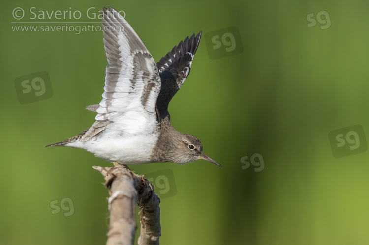 Common Sandpiper, side view of an adult stratching its wings