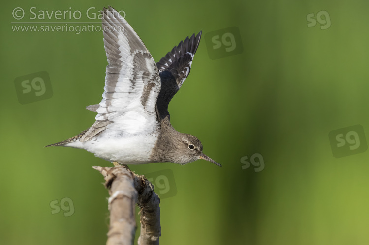 Common Sandpiper