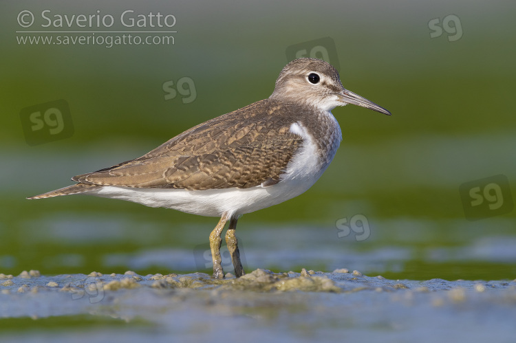Common Sandpiper, side view of a juvenile standing in a pond