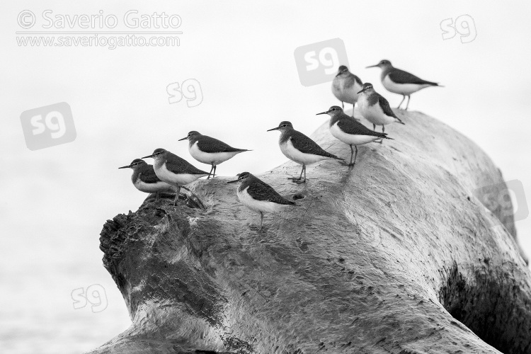 Common Sandpiper, a flock resting on a dead trunk