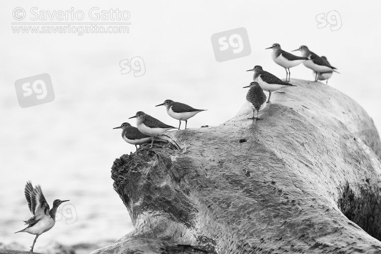 Common Sandpiper, a flock resting on a dead trunk