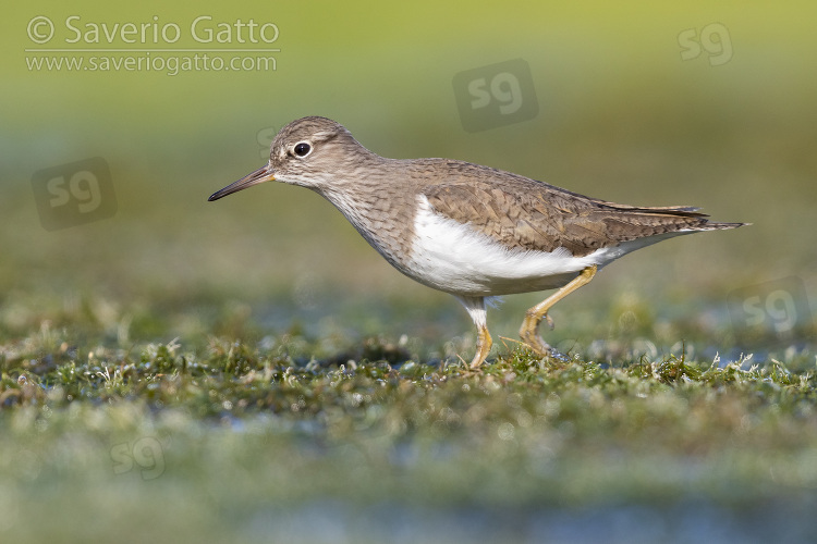 Temminck's Stint, side view of an adult walking in a marsh