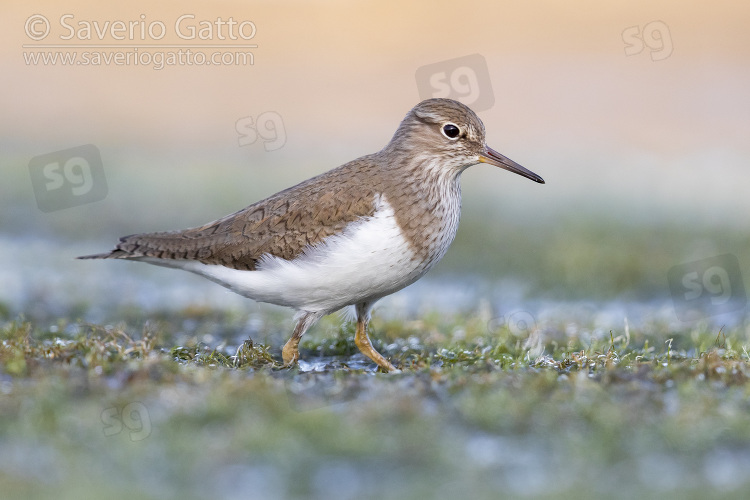 Temminck's Stint, side view of an adult standing in a marsh