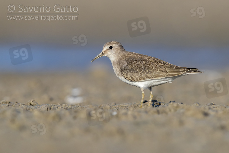 Gambecchio nano, giovane visto di lato