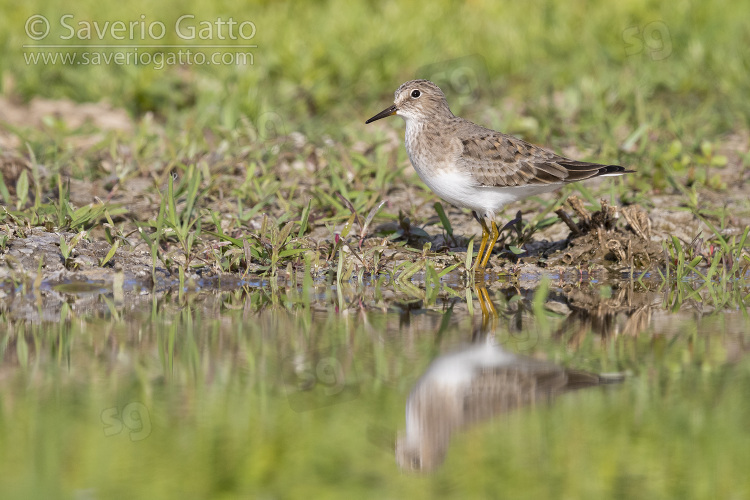 Temminck's Stint