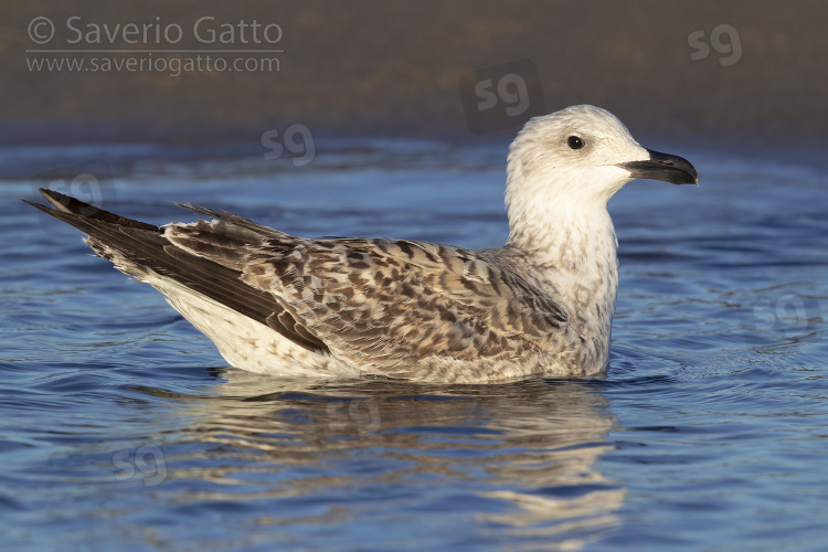 Yellow-legged Gull, side view of a juvenile swimming