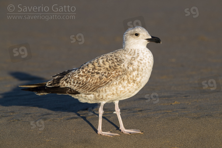 Yellow-legged Gull, side view of a juvenile standing on the shore