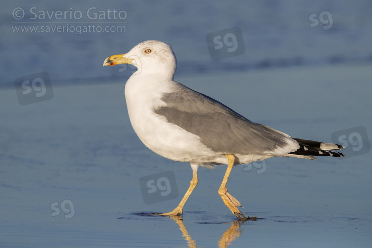 Yellow-legged Gull, side view of an adult walking on the shore