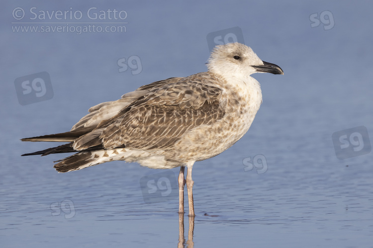 Yellow-legged Gull, side view of a juvenile standing on the shore